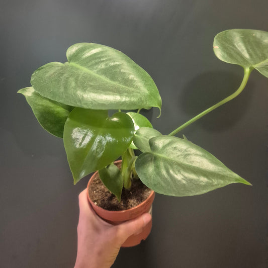 Monstera Deliciosa - Cheese Plant - 12cm | Houseplant