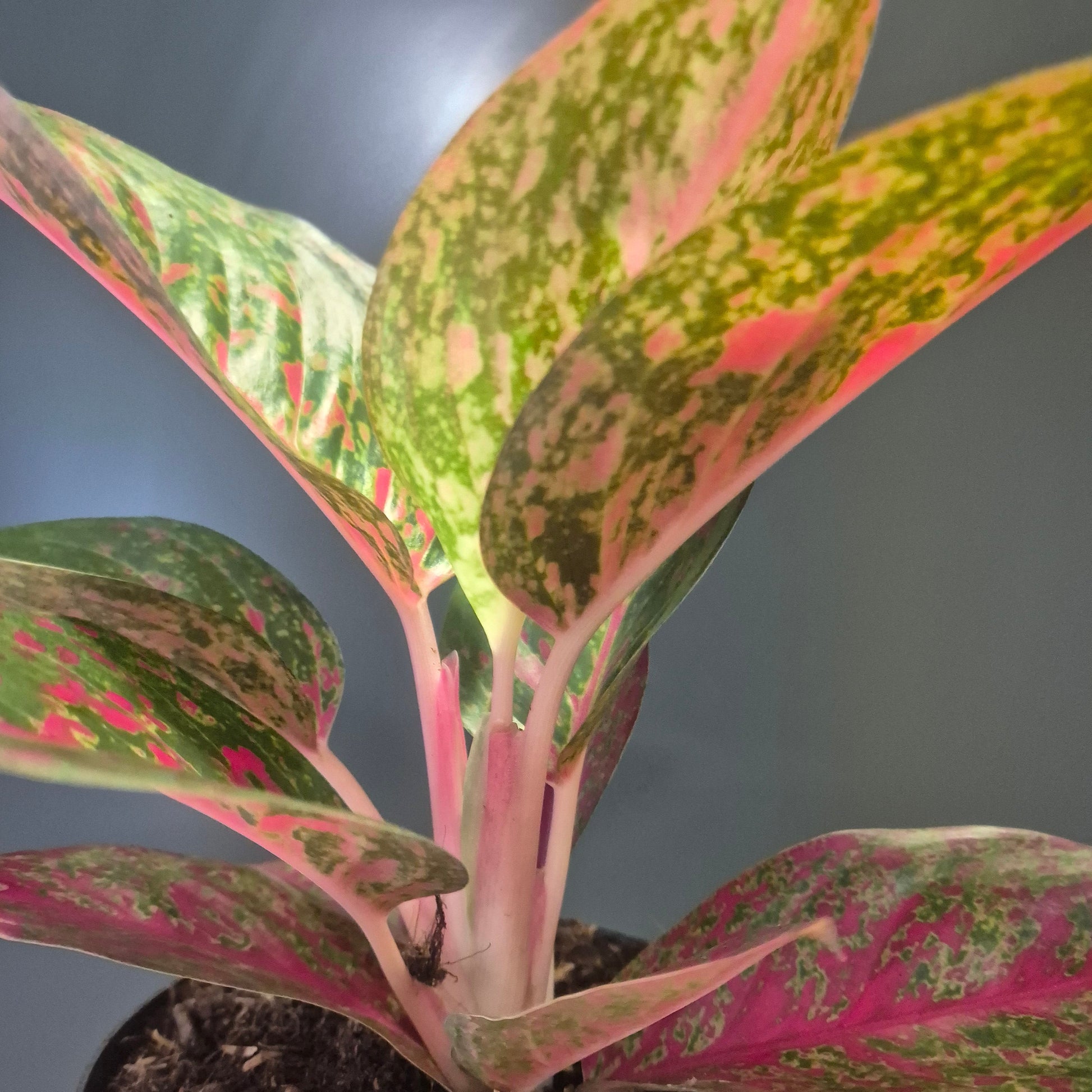 Potted plant with pink and green leaves on a gray background