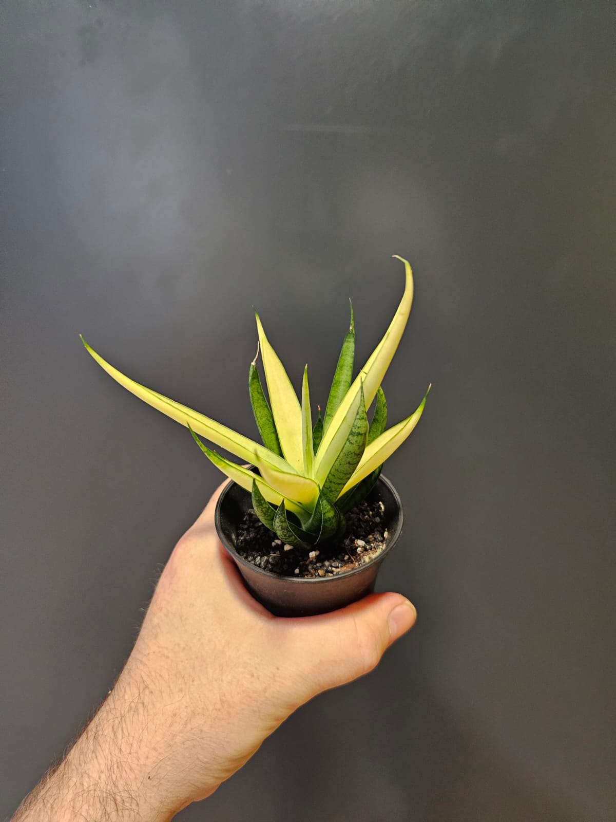 Sansevieria Mix Varieties | Houseplant Plant Paradise By Gemma