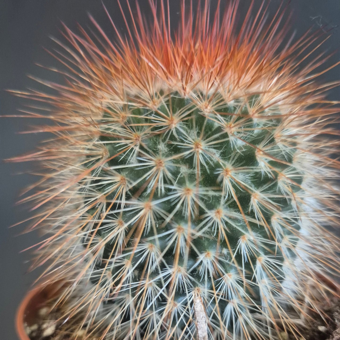 Mammillaria spinosissima - Redhead Irishman - 8.5cm | Houseplant