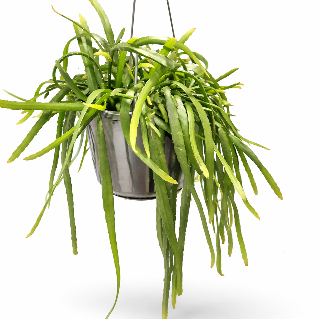 Hanging green plant in a silver pot on a white background