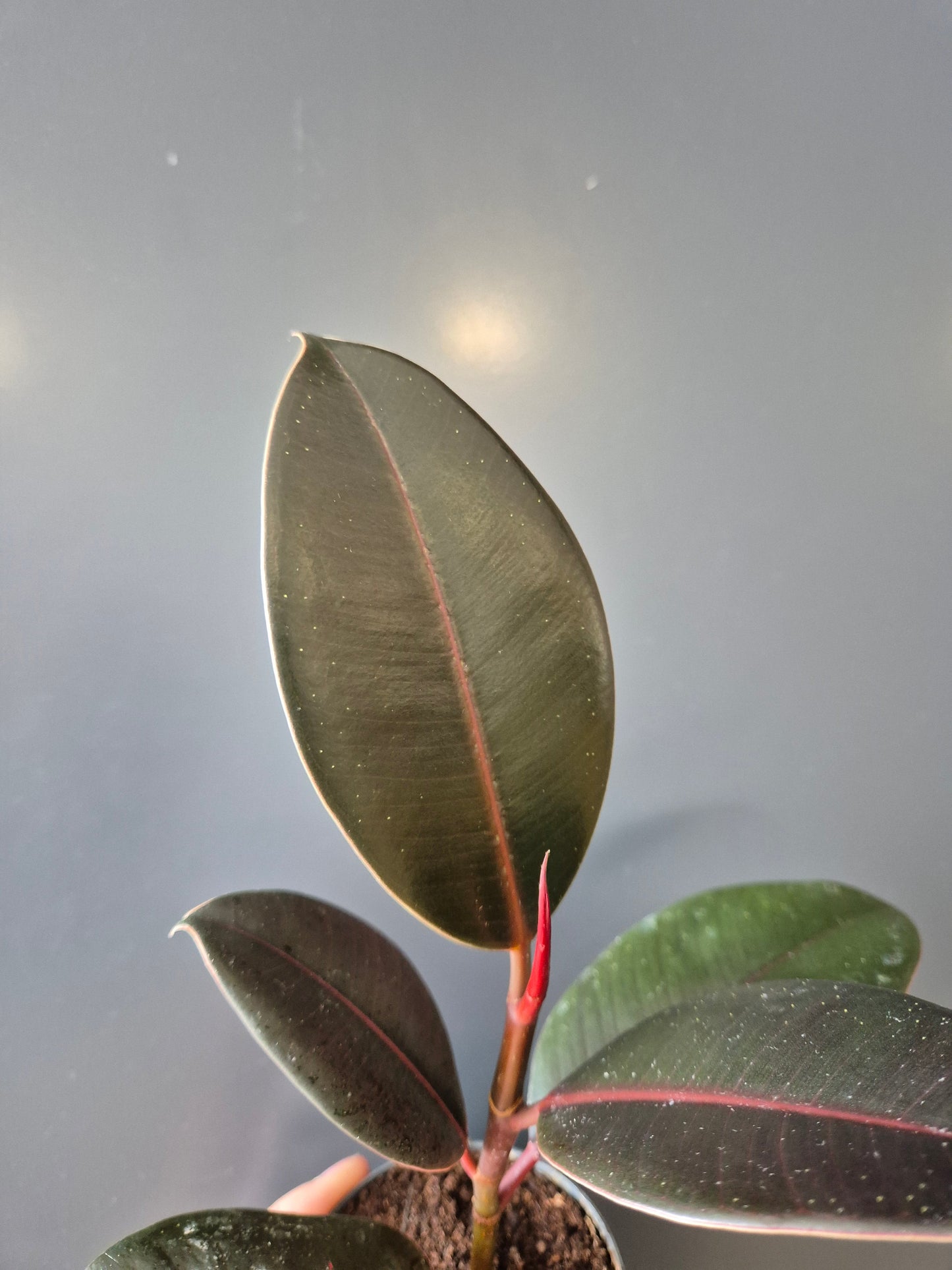 Mini Ficus Robusta | Rubber Plant | Houseplant Plant Paradise By Gemma