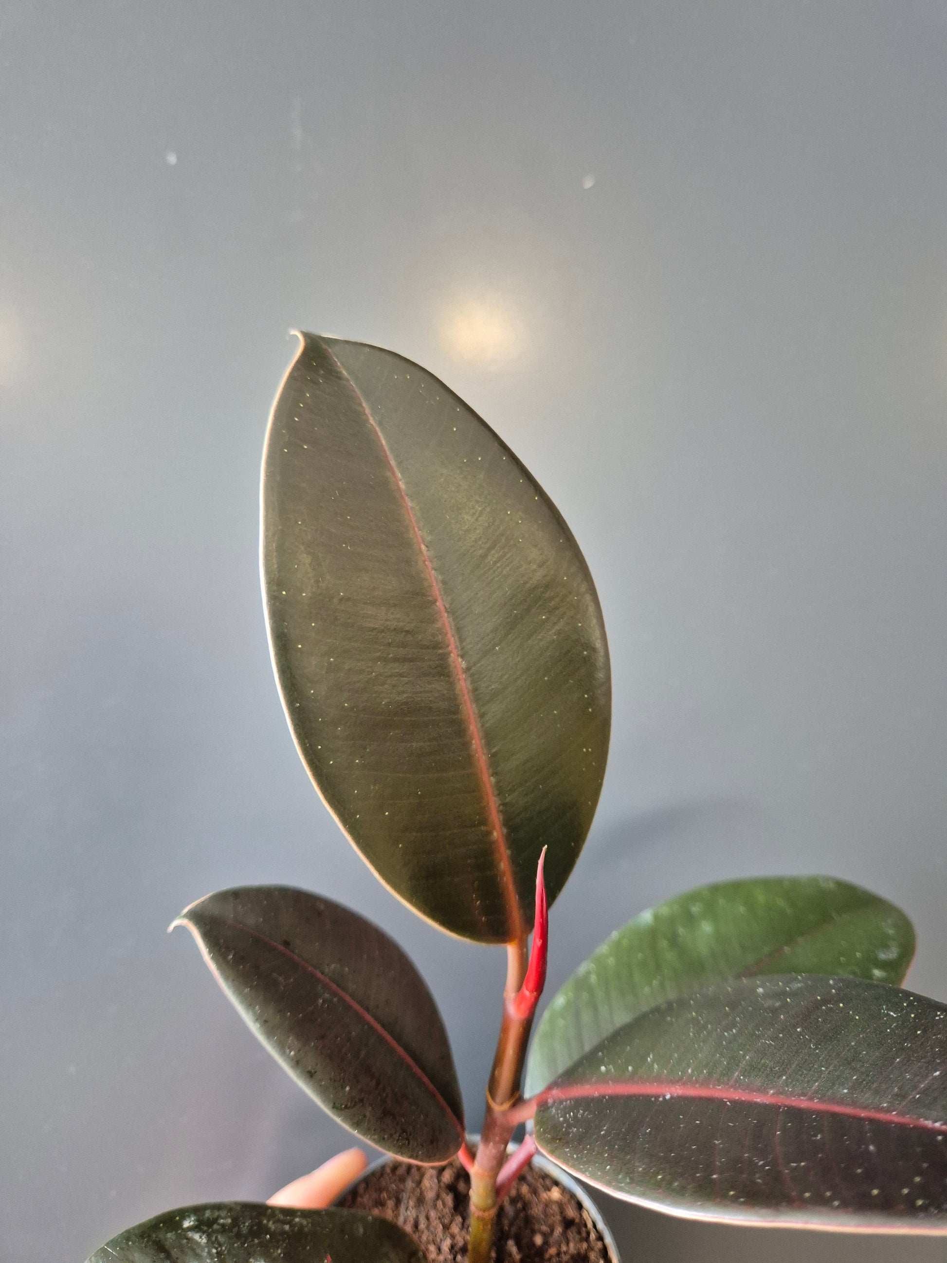 Mini Ficus Robusta | Rubber Plant | Houseplant Plant Paradise By Gemma