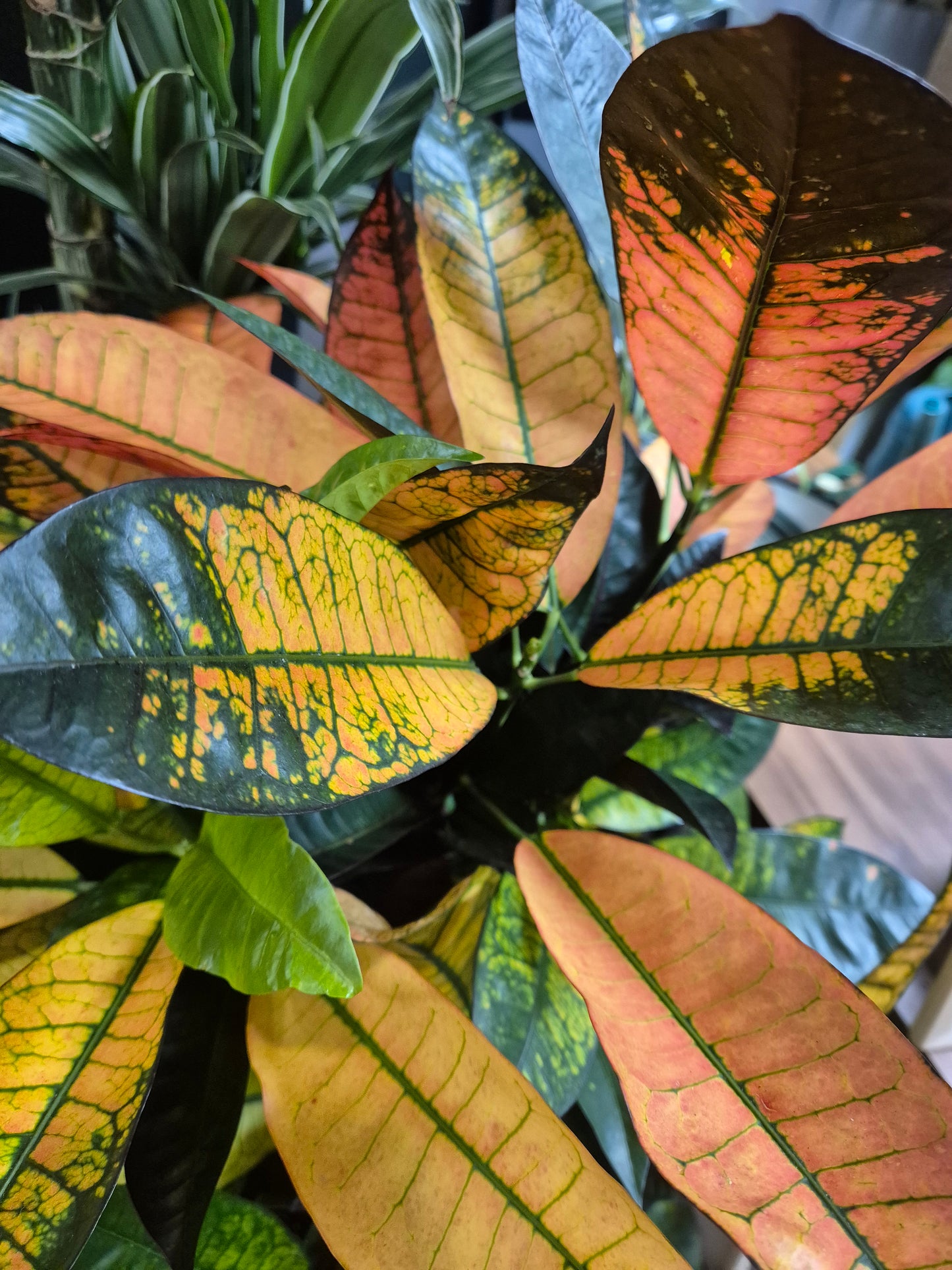 Codiaeum - Croton | Houseplant