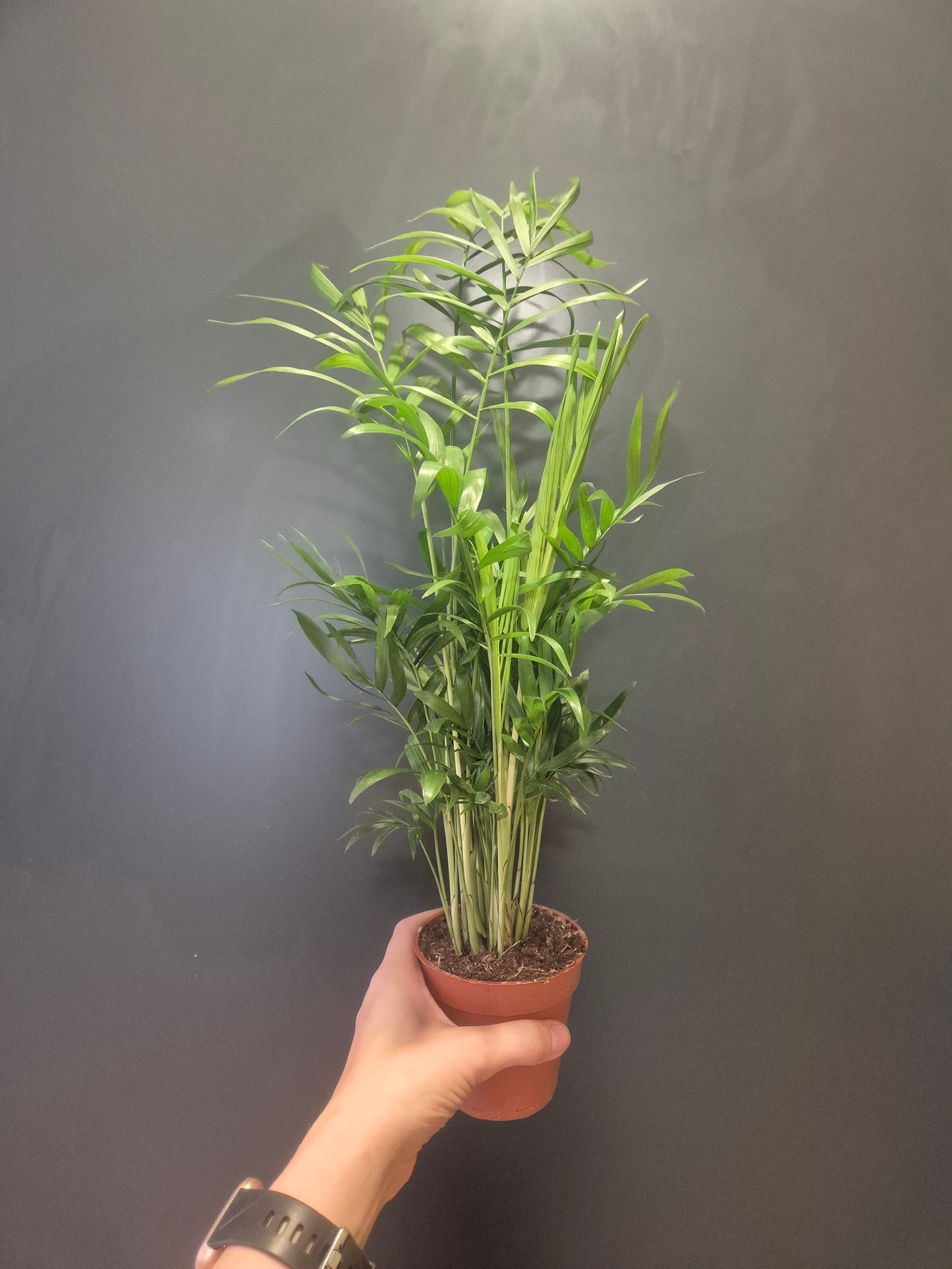 Parlour Palm - Chamaedorea Elegans - 9cm | Houseplant