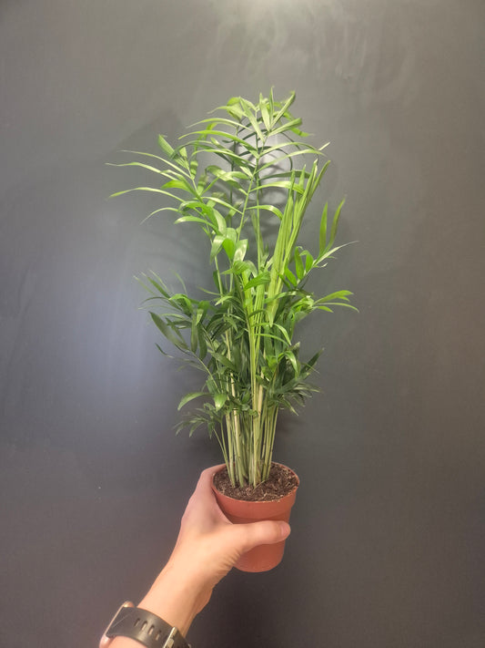 Parlour Palm - Chamaedorea Elegans - 9cm | Houseplant
