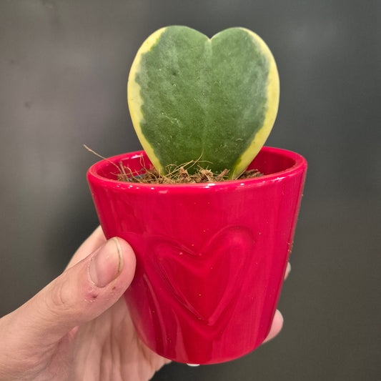 Sweetheart Succulent - Hoya Kerrii - 7cm | Houseplant