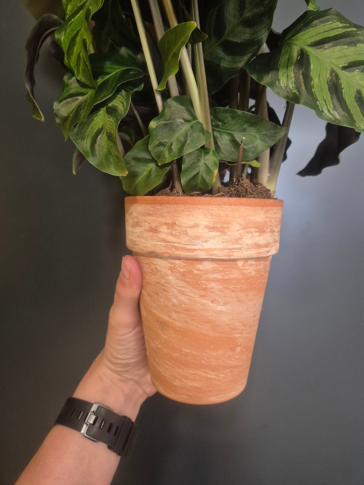 Calathea Louisae - Prayer Plant - 19cm | Houseplant