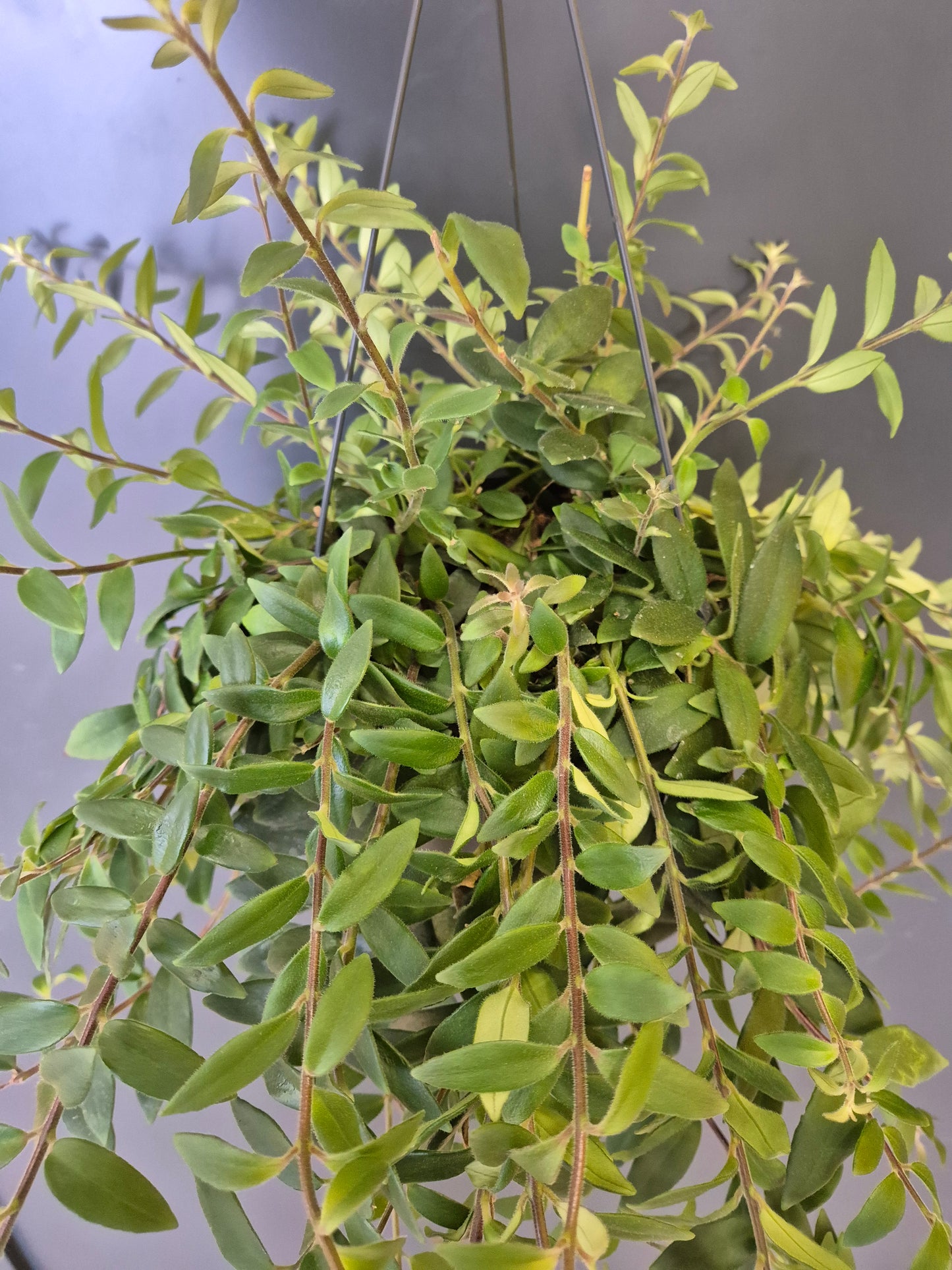 Aeschynanthus radicans - Lipstick Plant | Houseplant
