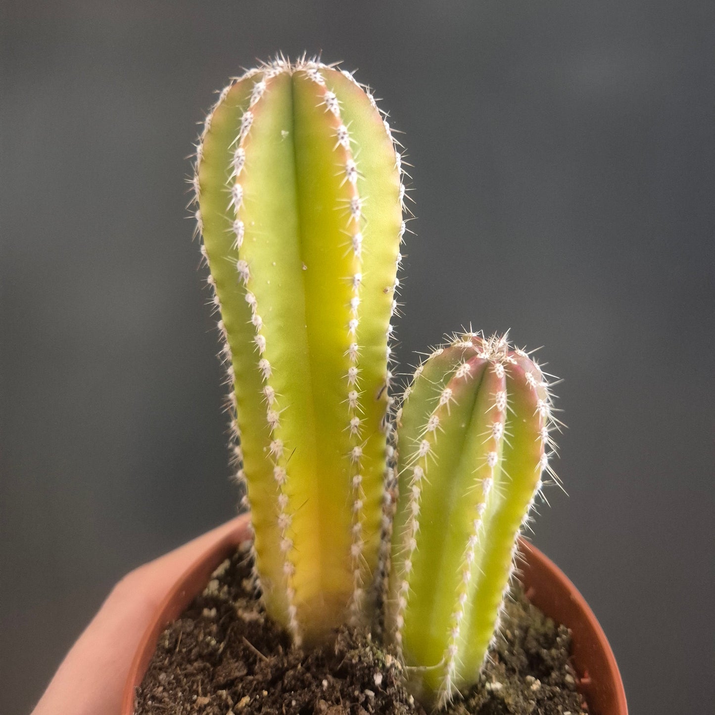 Margincitocereus marginatus - Mexican Fencepost - 8.5cm | Houseplant