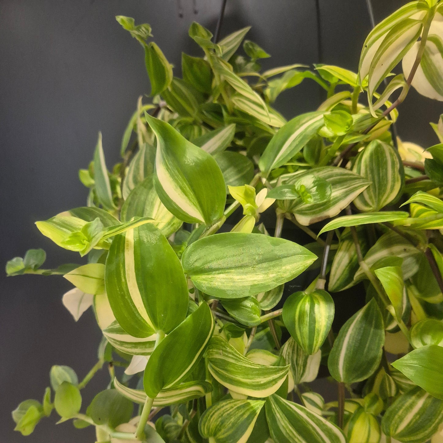 Tradescantia Ivory Hill - Inch Plant - 17cm | Houseplant