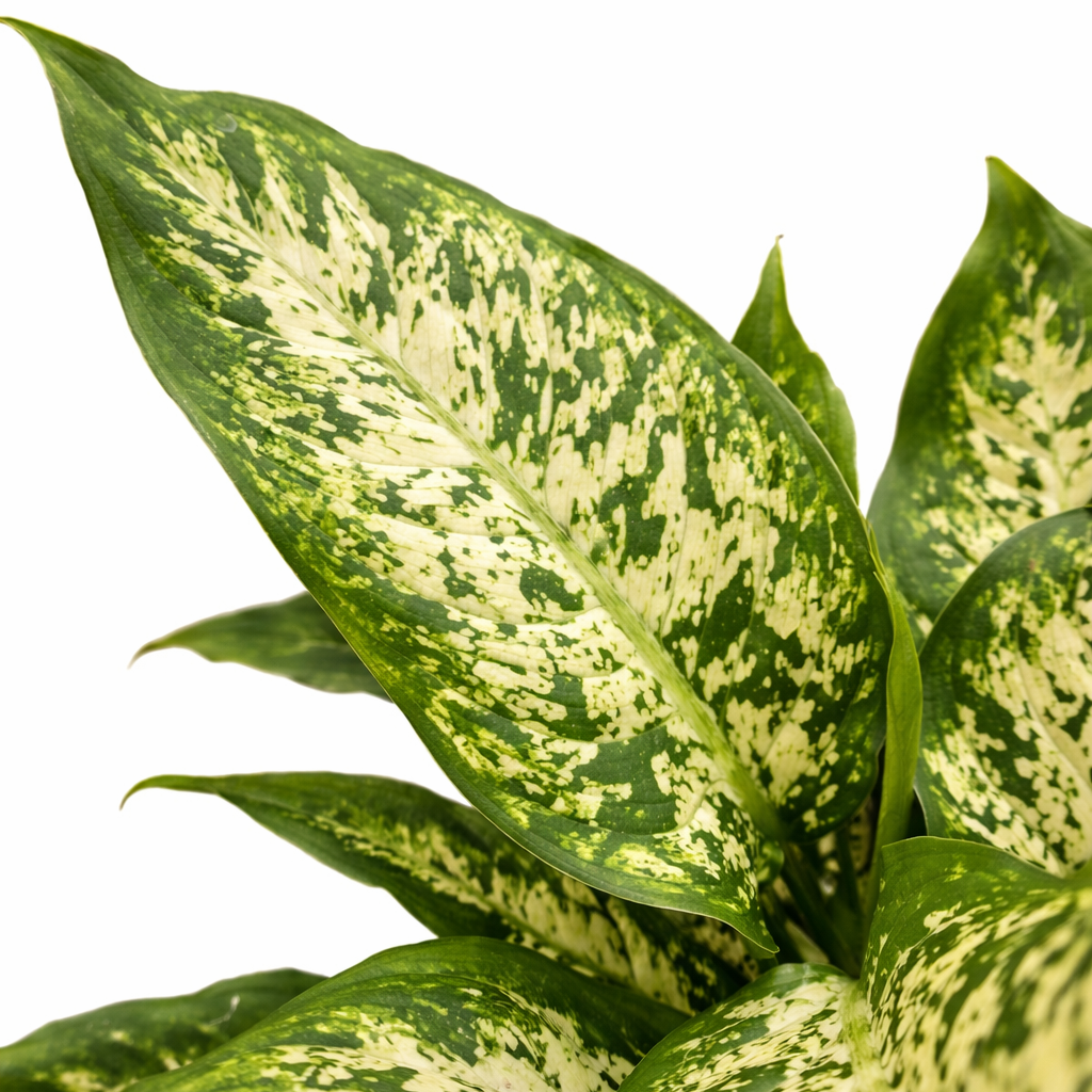 Variegated green and yellow leaves on a white background