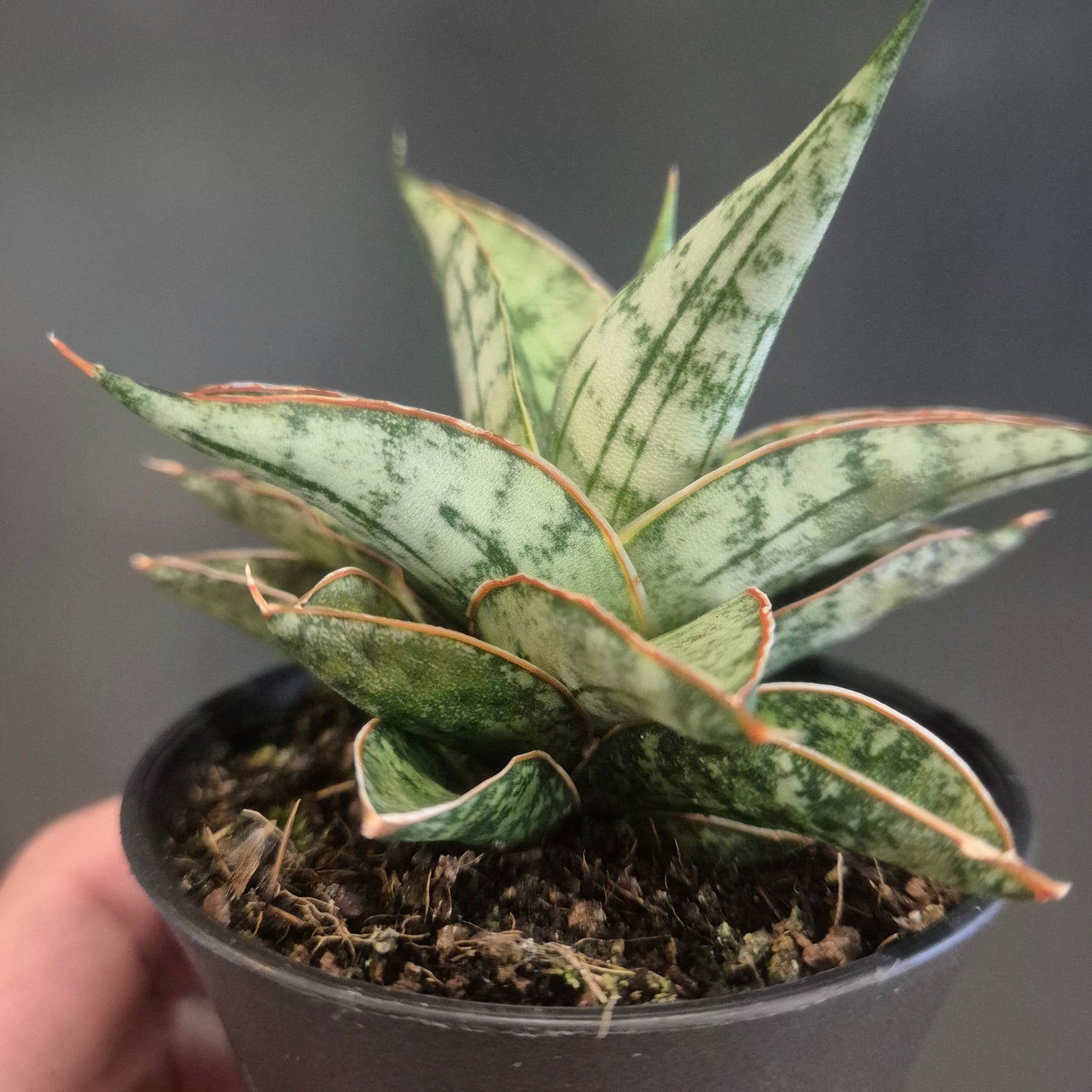 Sansevieria Mix - Snake Plants - 7.5cm | Houseplant