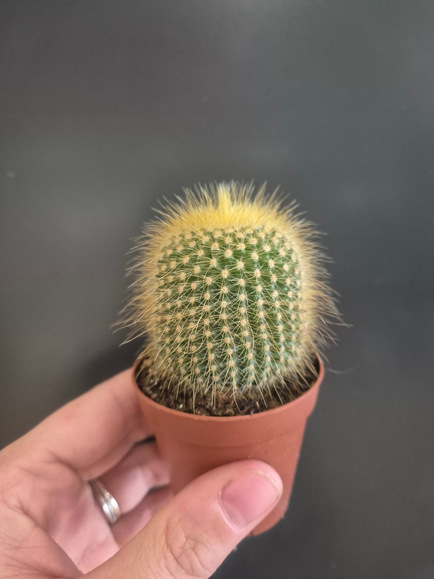 Golden Ball Cactus  - Parodia leninghausii - 5.5cm | Houseplant