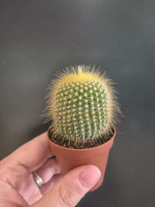 Golden Ball Cactus  - Parodia leninghausii - 5.5cm | Houseplant