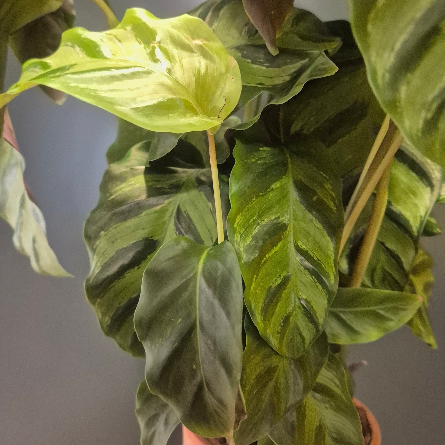 Calathea Louisae - Prayer Plant - 19cm | Houseplant