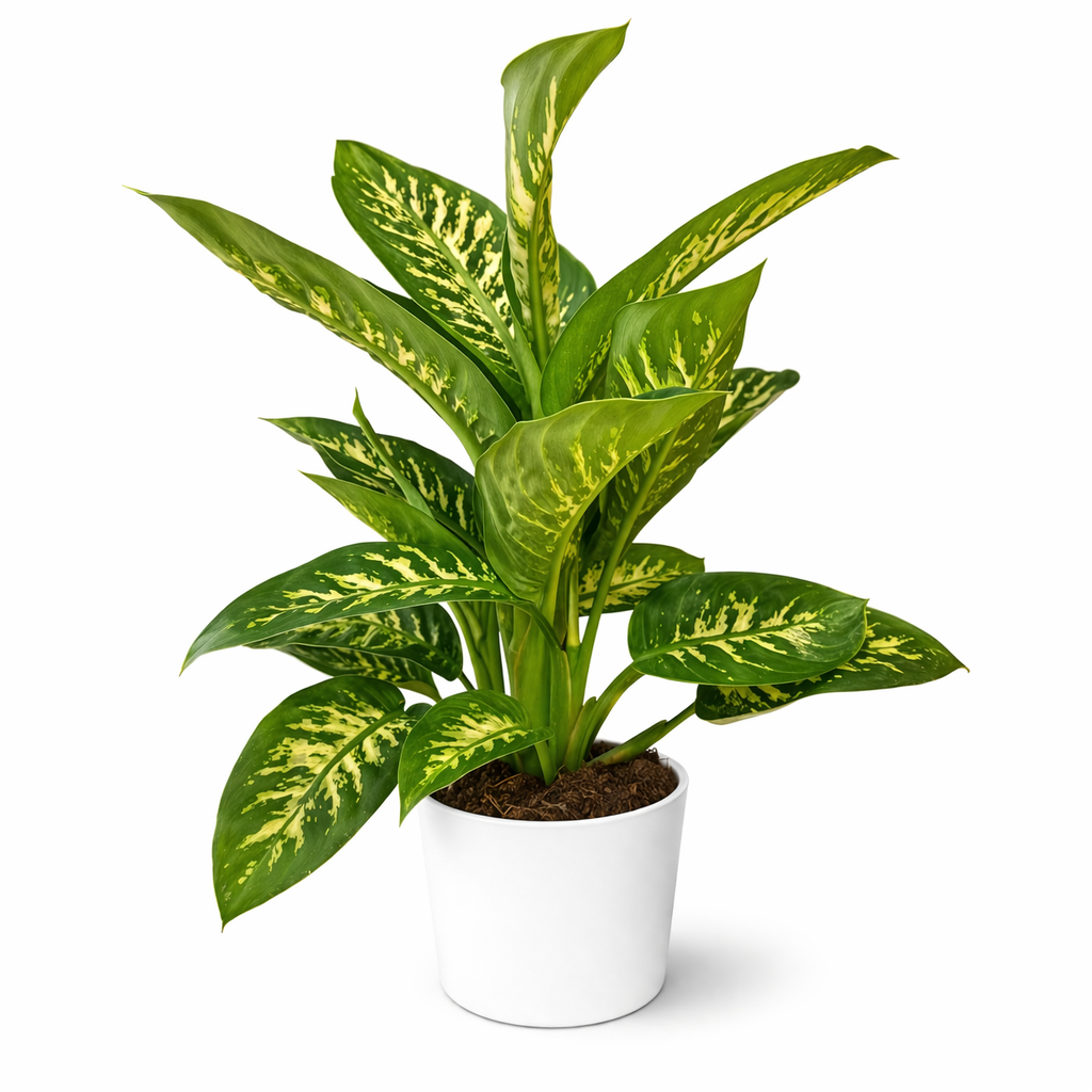 Dieffenbachia Tropic Snow - Dumb Cane - 24cm | Houseplant