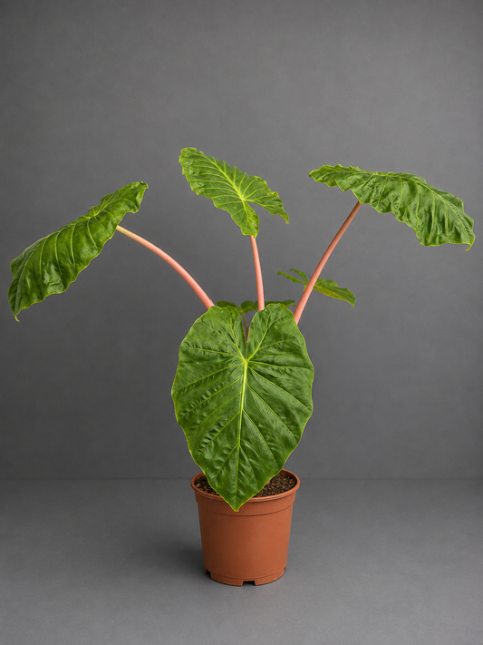 Alocasia Imperial Red Houseplant | Large Tropical Statement Plant 24cm