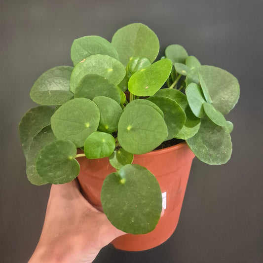 Chinese Money Plant - Pilea Peperomia - 15cm | Houseplant