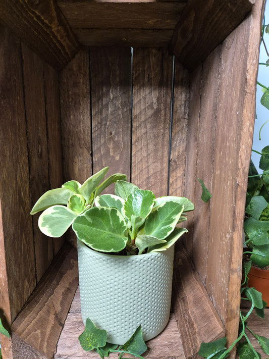 Peperomia obtusifolia variegated | Rubber Plant | Houseplant | 12cm