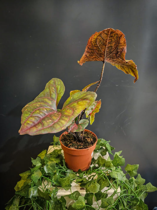 Alocasia Black Jack - Elephant Ear - Houseplant