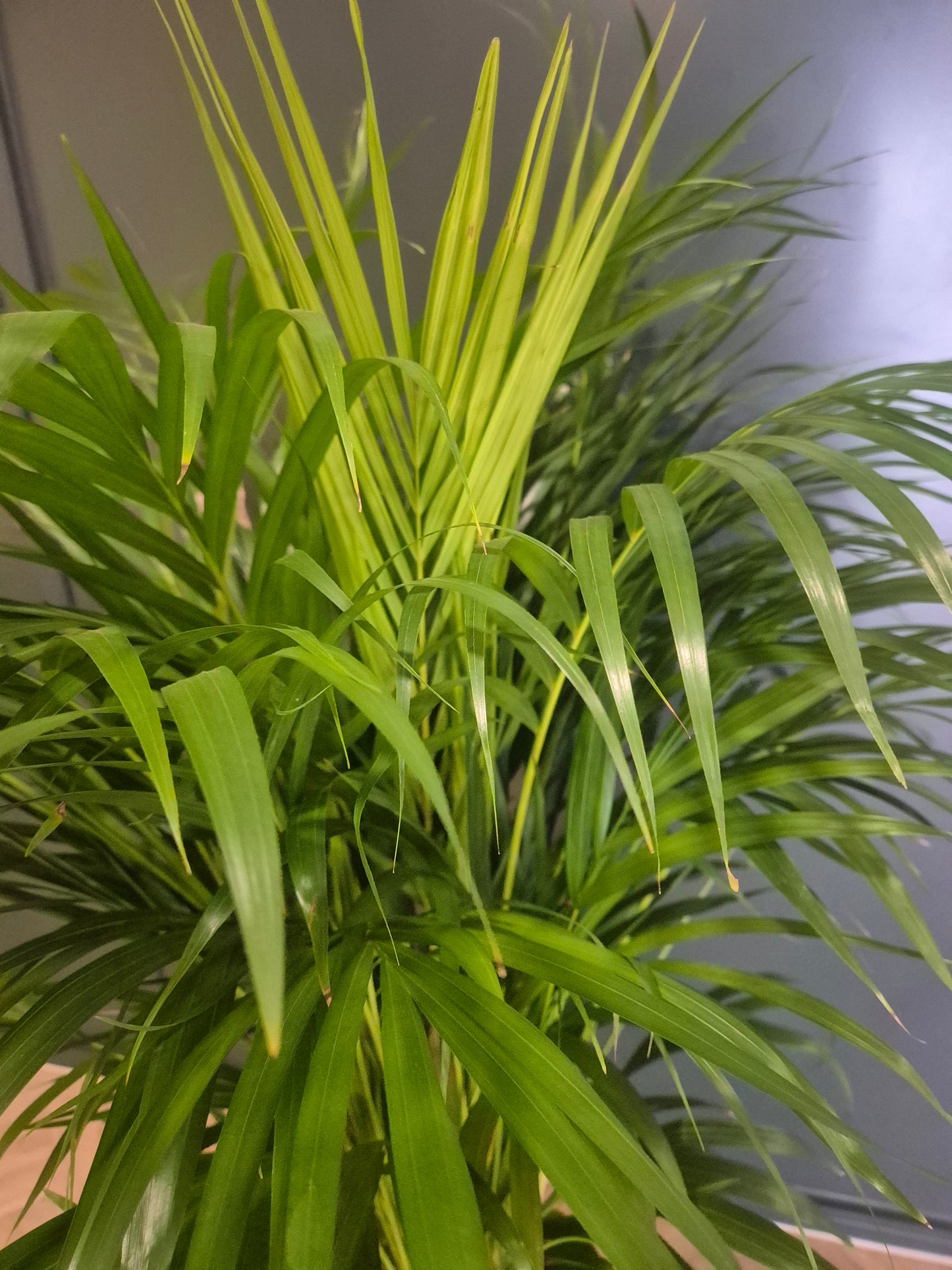Dypsis Lutescens - Areca Palm - 24cm | Houseplant
