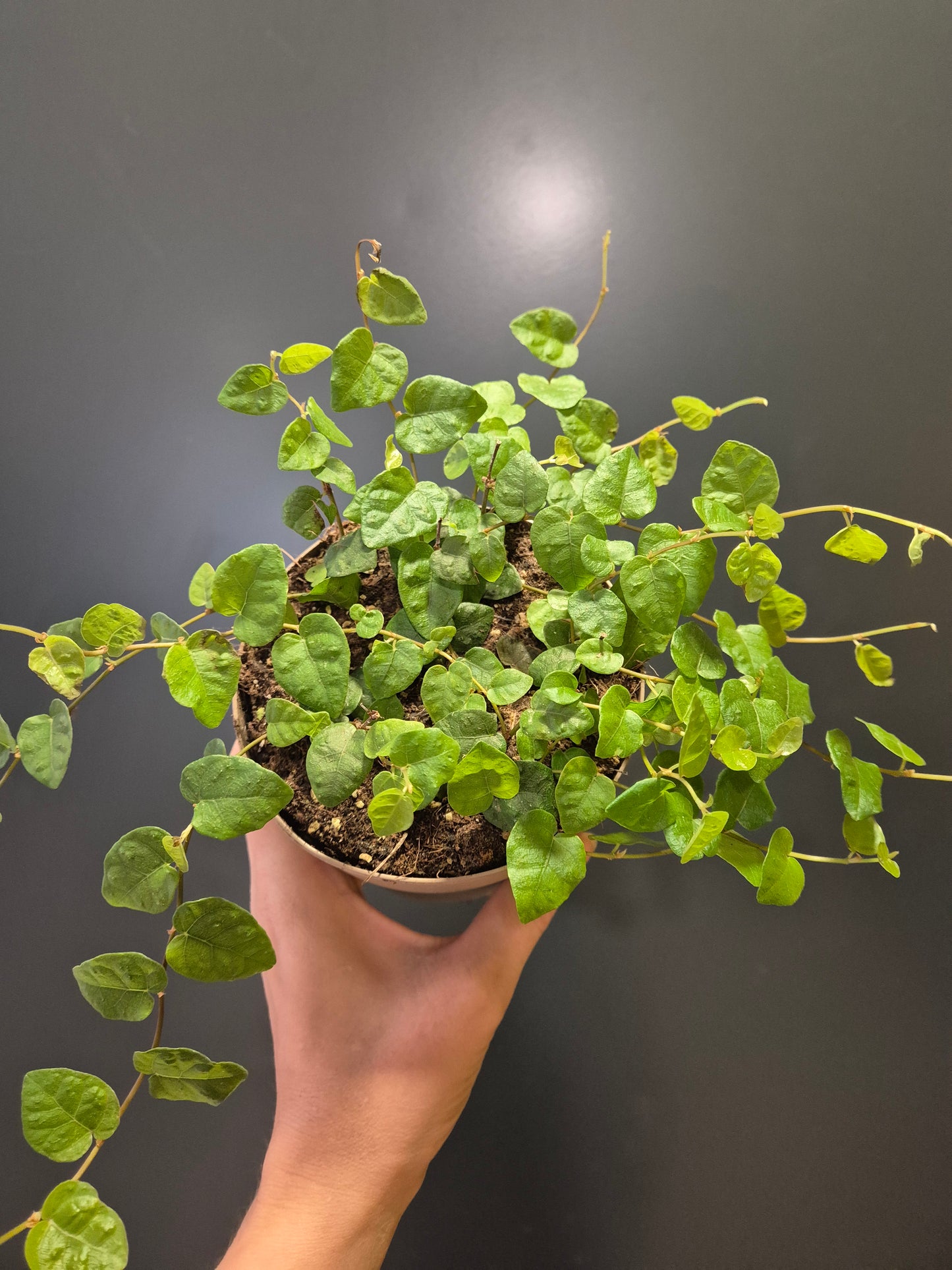 Ficus Pumila Green Sunny - Creeping Fig | Houseplant