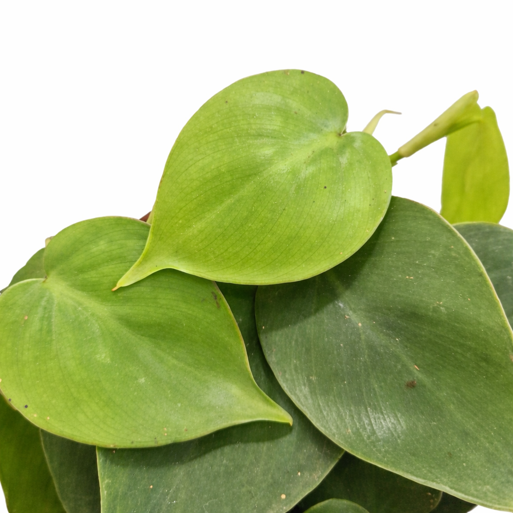 Close-up of green leaves on a white background