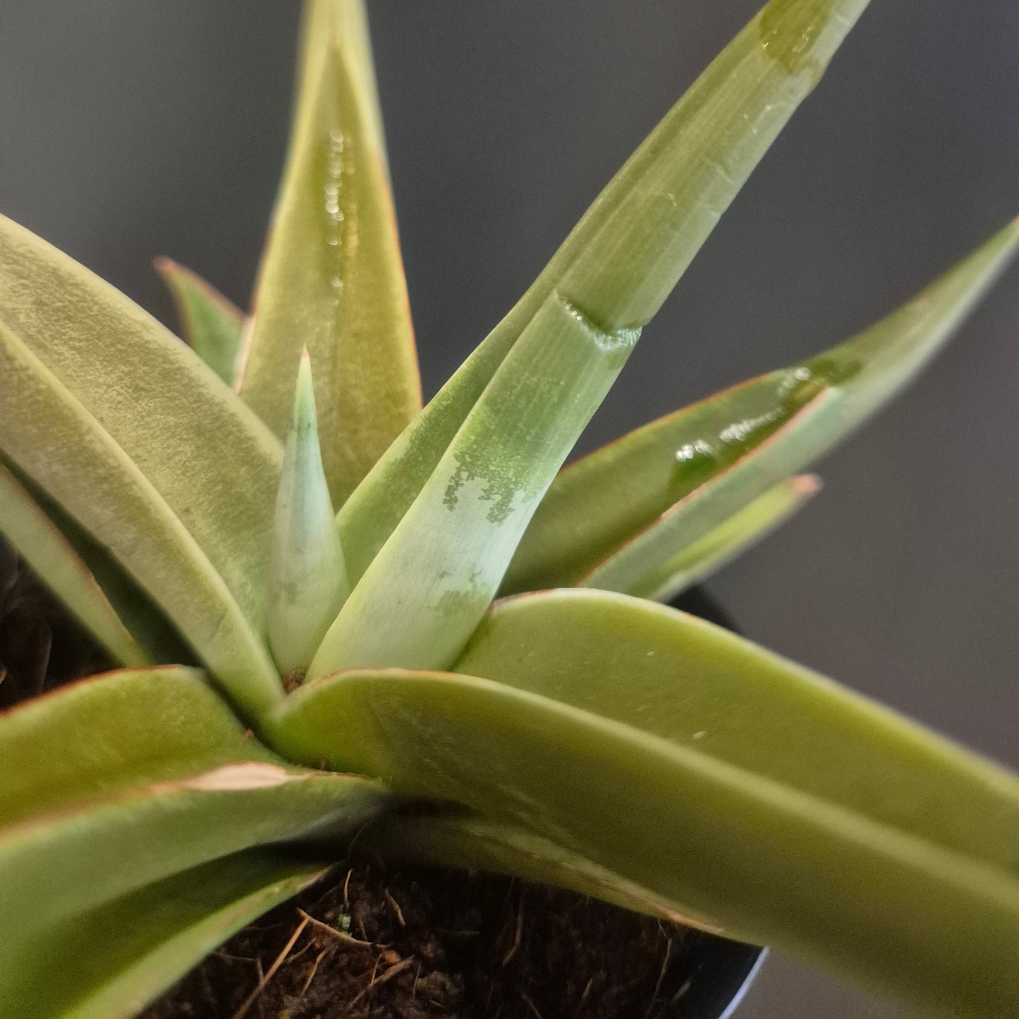 Sansevieria Mix - Snake Plants - 7.5cm | Houseplant