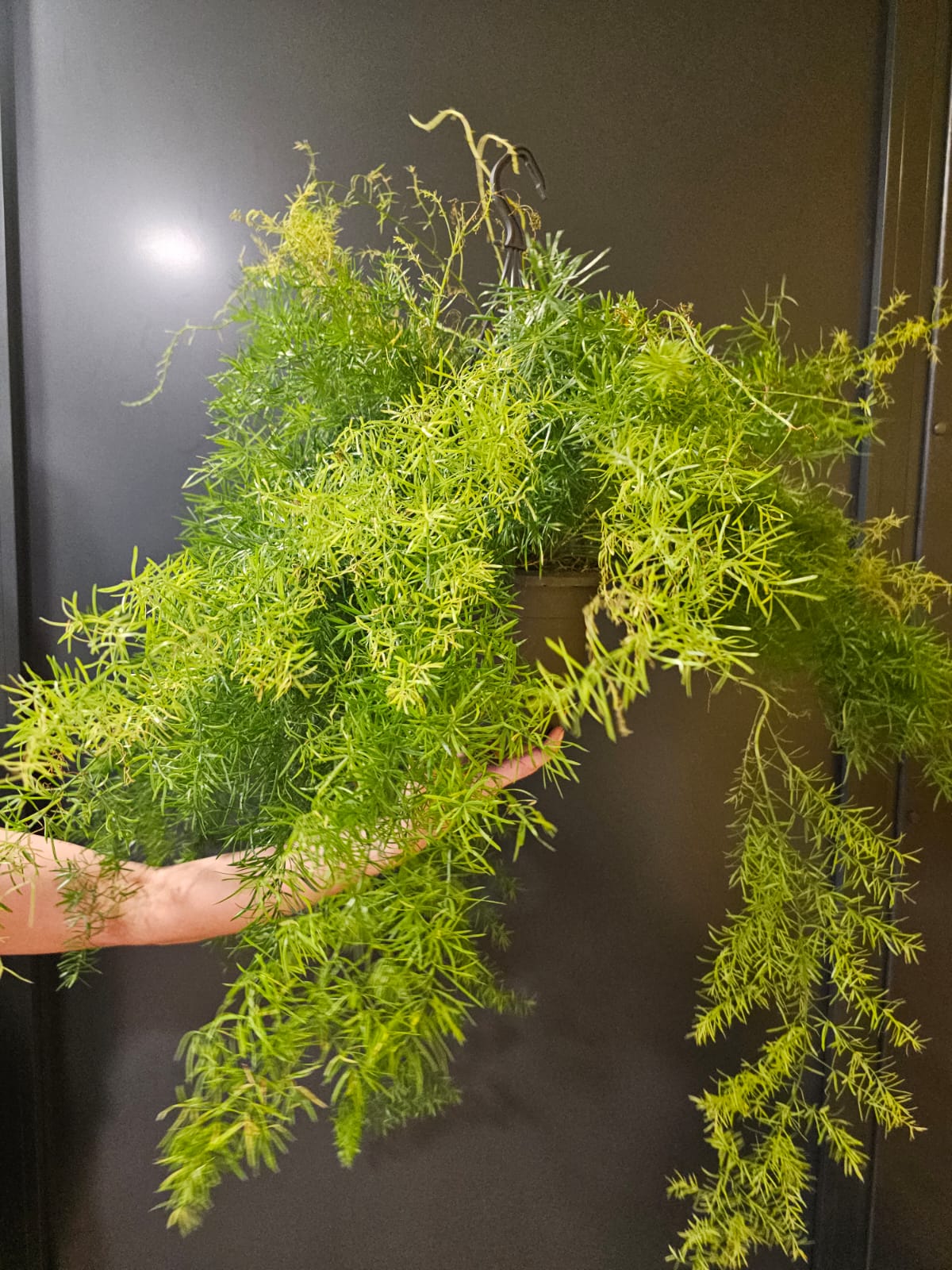 Asparagus Sprengeri | Foxtail Fern | Houseplant Plant Paradise By Gemma