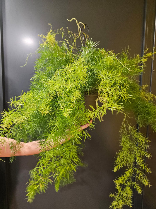 Asparagus Sprengeri | Foxtail Fern | Houseplant Plant Paradise By Gemma