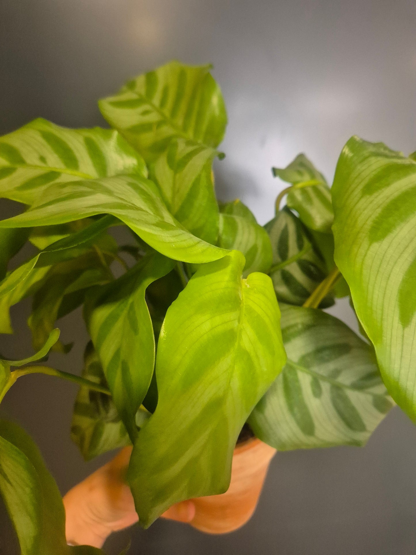 Calathea Freddie - Prayer Plant - 14cm | Houseplant