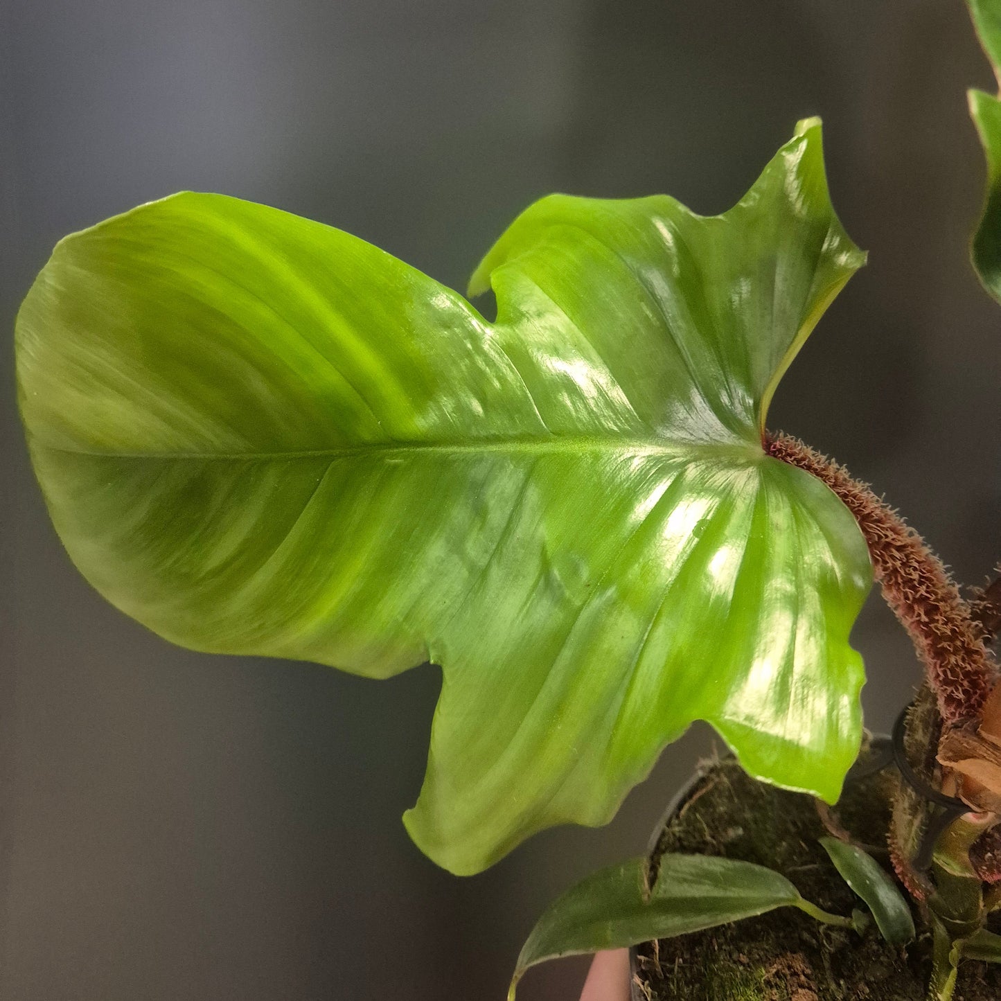 Philodendron Squamiferum - Red Bristle - 14cm | Houseplant