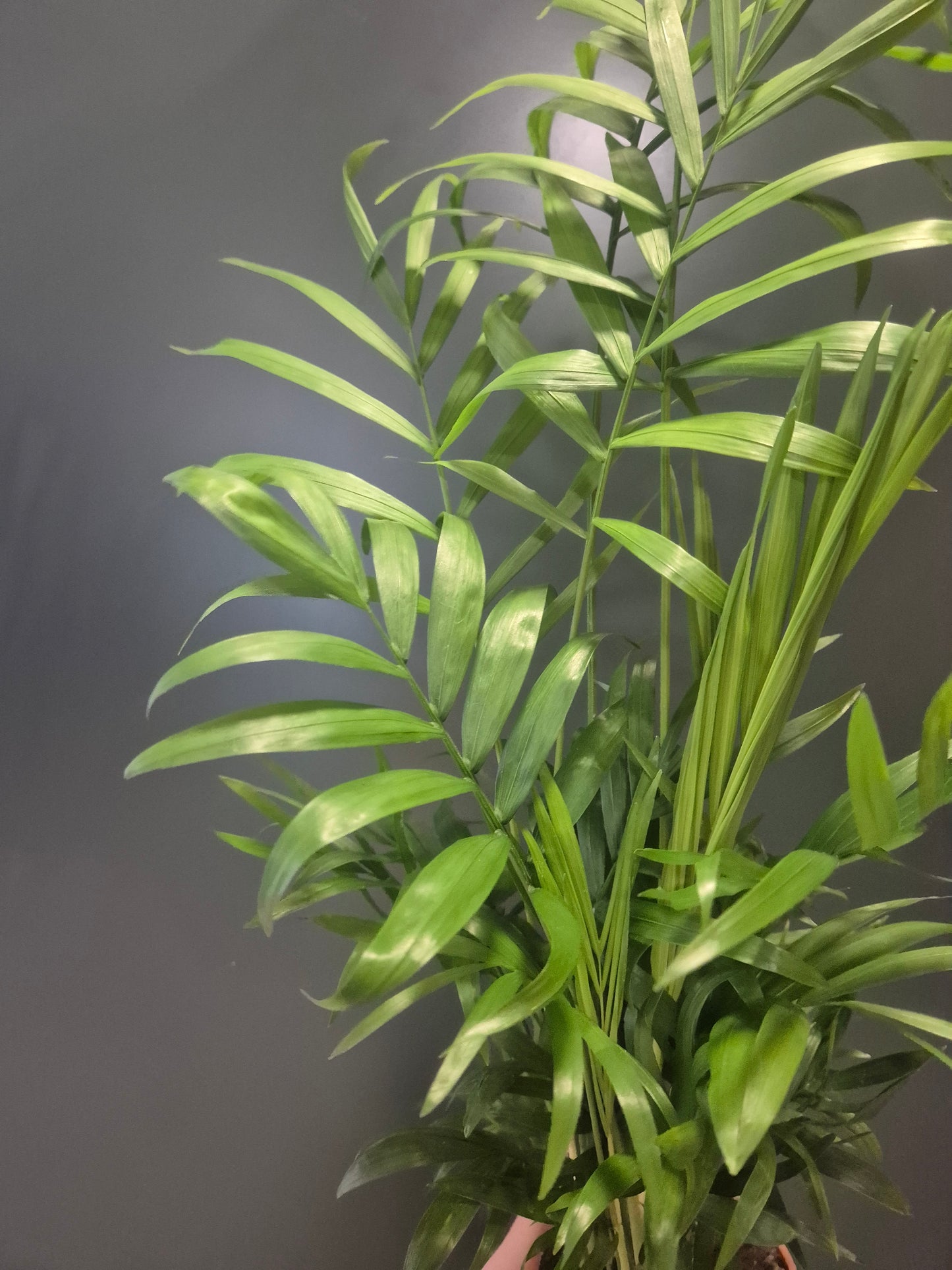 Parlour Palm - Chamaedorea Elegans - 9cm | Houseplant