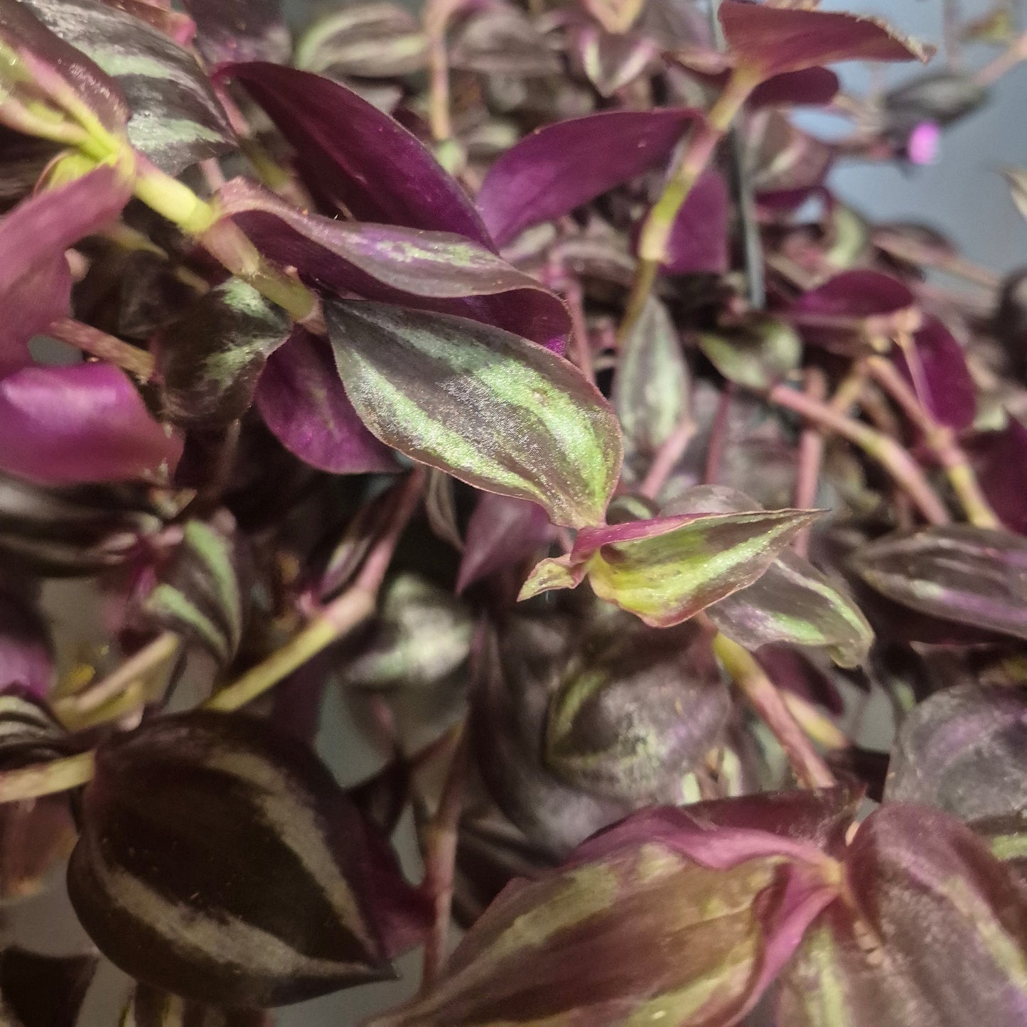 Close-up of a purple and green leafed plant with a neutral background