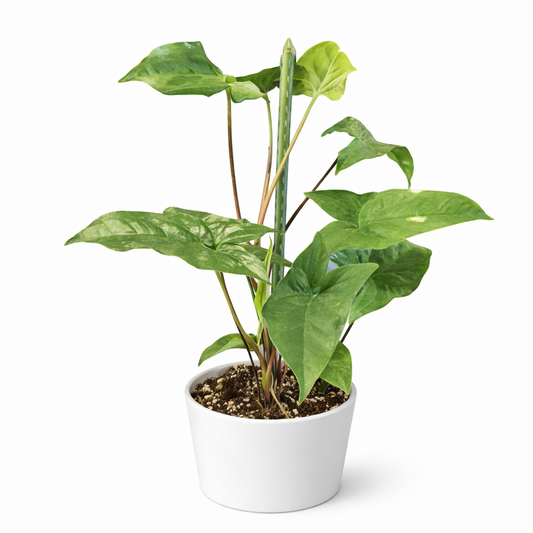 Syngonium Podophyllum - Arrowhead - 17cm | Houseplant