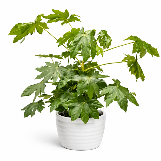 Fatsia Japonica - Japanese Aralia - 21cm | Houseplant