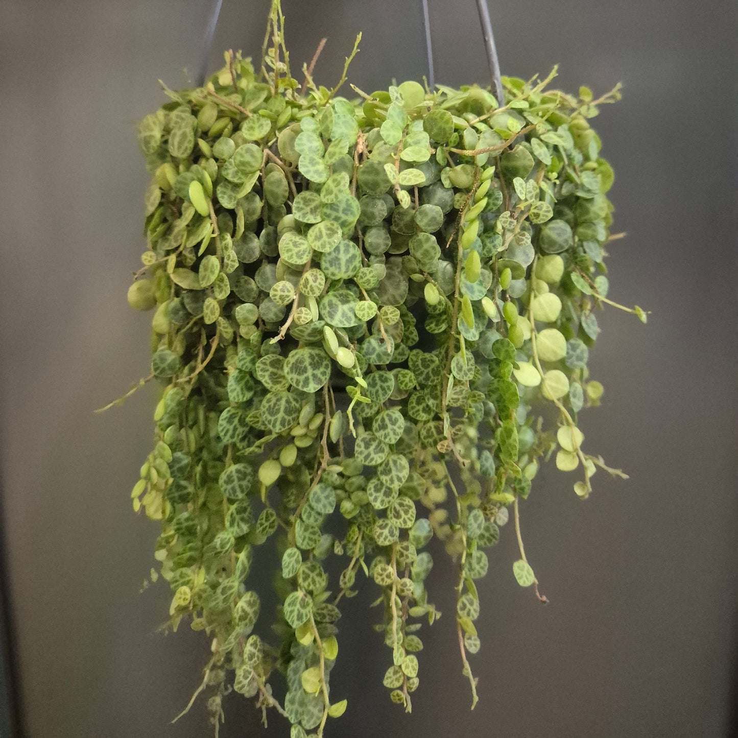 Hanging green plant with a plain background