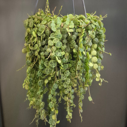 Hanging green plant with a plain background