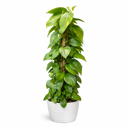 Scindapsus & Coco Coir Pole - Devils Ivy - 21cm | Houseplant