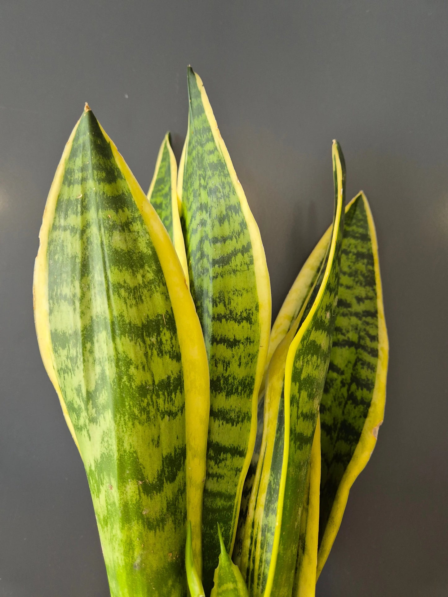 Sansevieria | Snake Plant | Houseplant Plant Paradise By Gemma