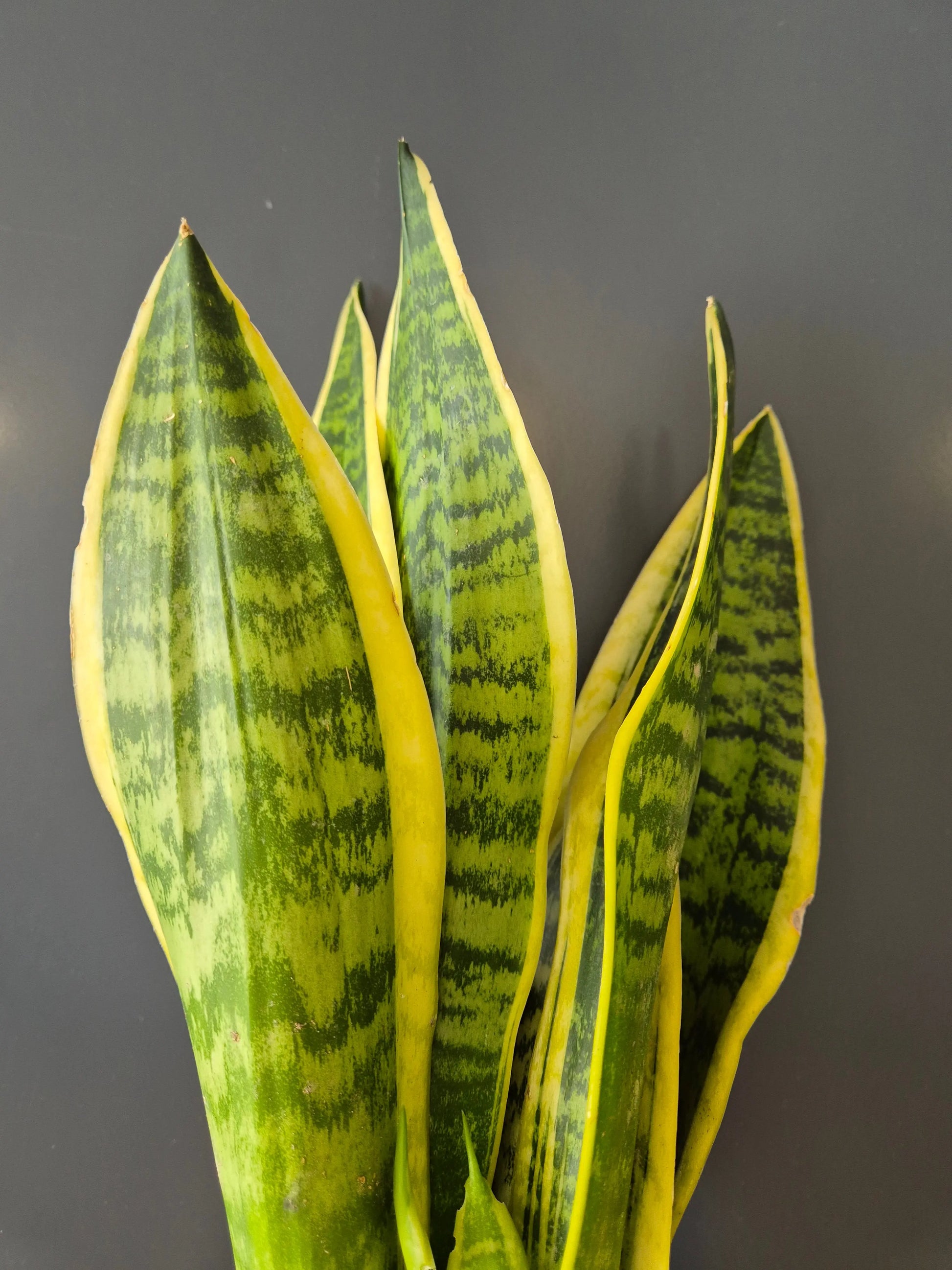 Sansevieria | Snake Plant | Houseplant Plant Paradise By Gemma