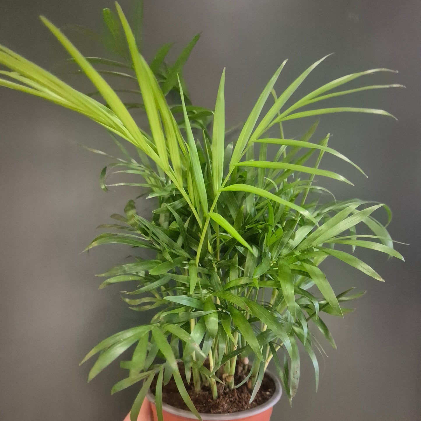Parlour Palm - Chamaedorea Elegans - 12cm | Houseplant