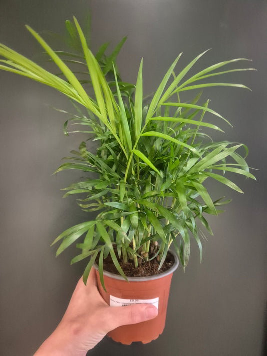 Parlour Palm - Chamaedorea Elegans - 12cm | Houseplant