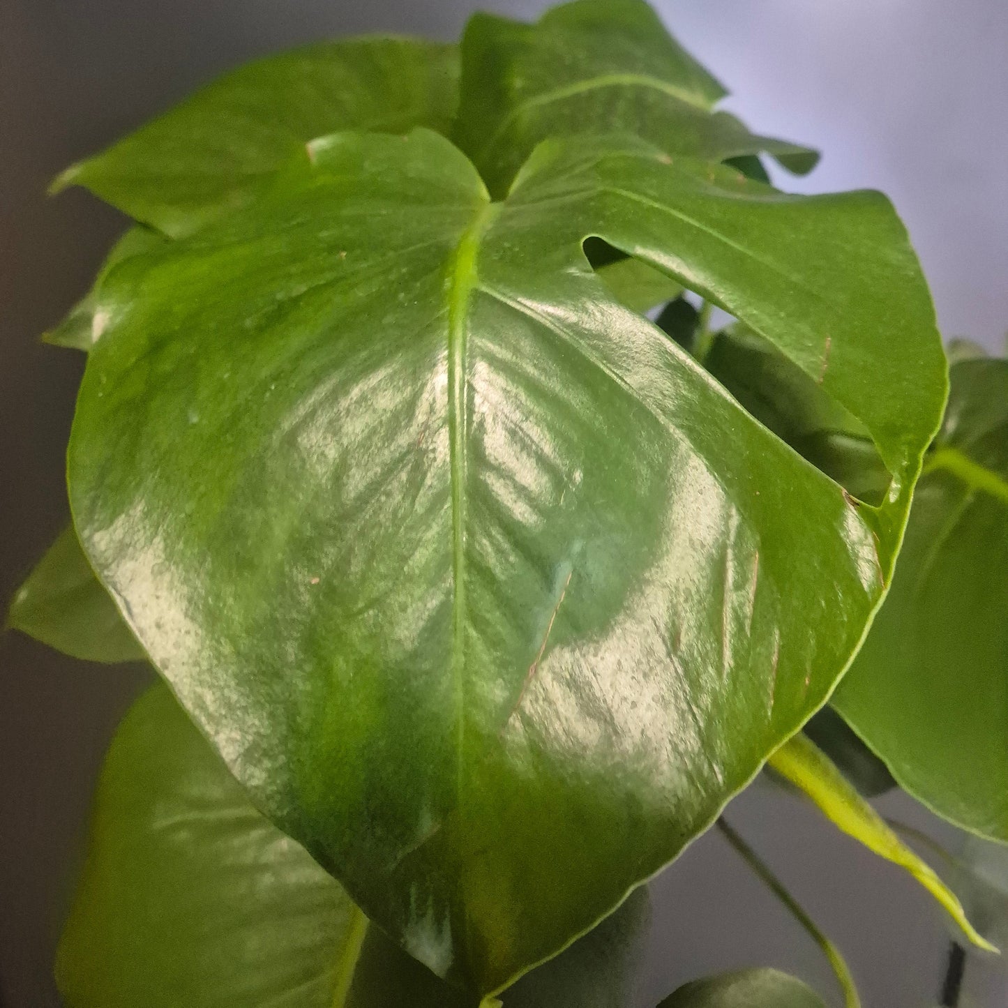 Monstera Deliciosa - Cheese Plant - 21cm | Houseplant