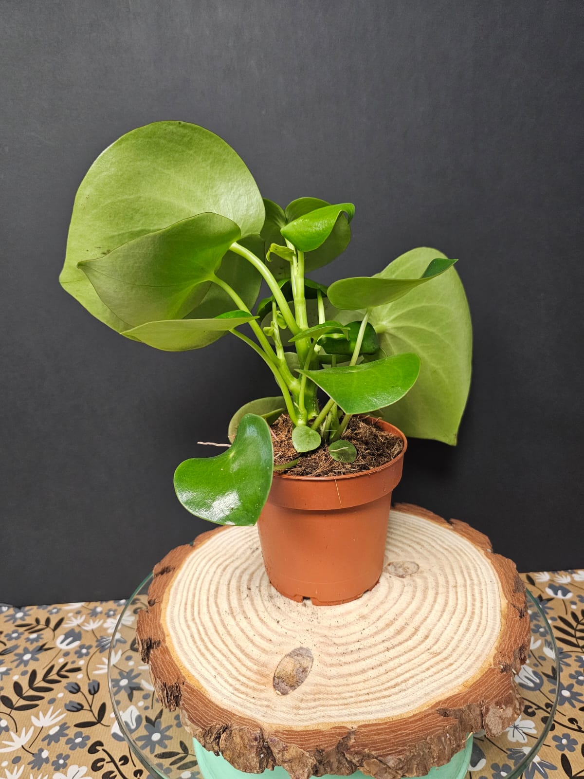 Peperomia Raindrop - Radiator Plant | Houseplant