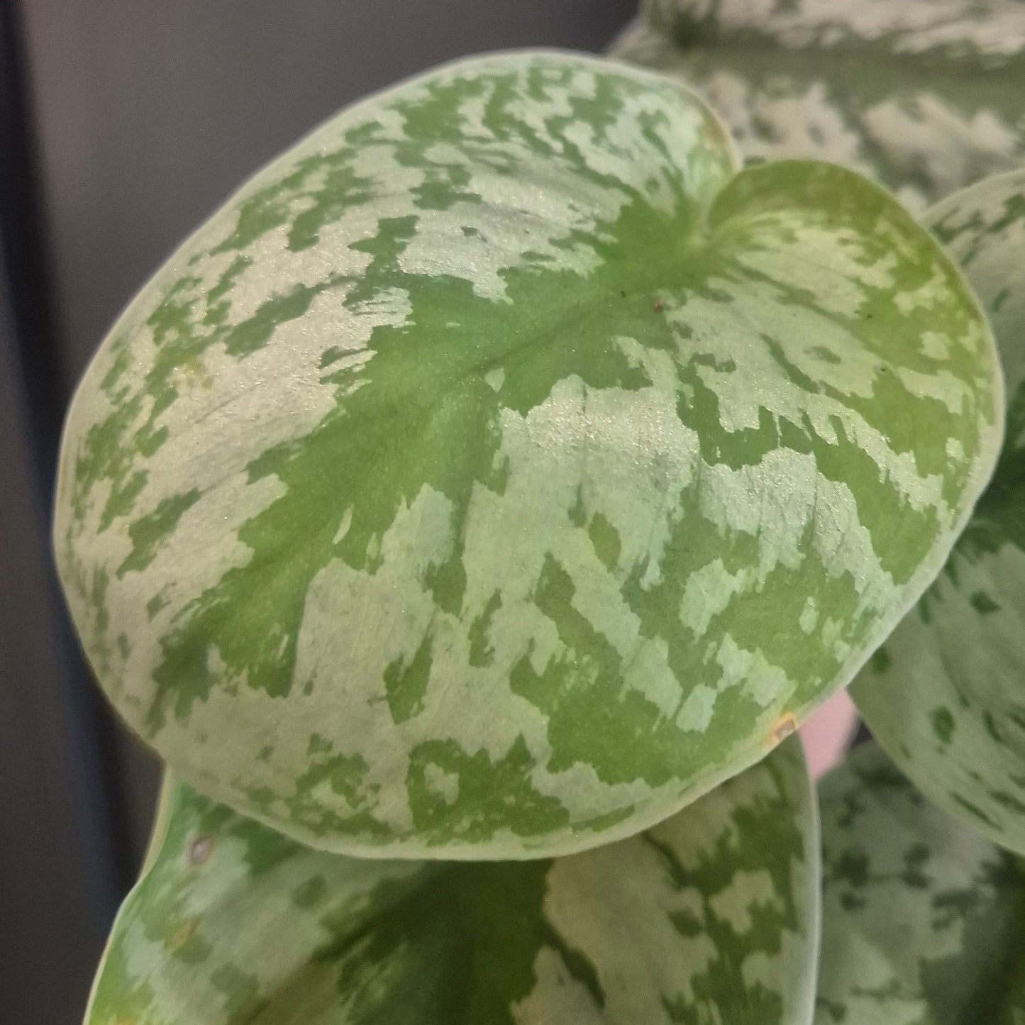 Close-up of a green and white variegated leaf