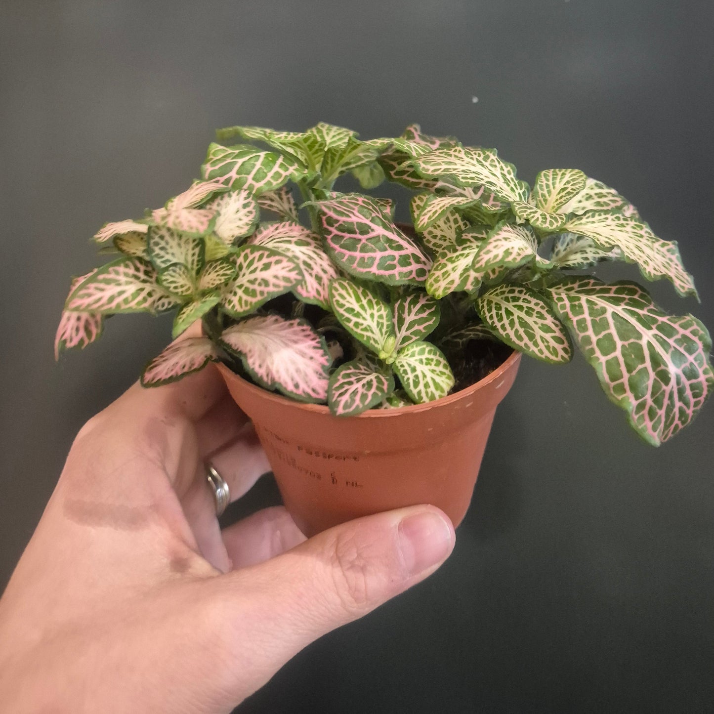 Hand holding a small potted plant with patterned leaves against a dark background