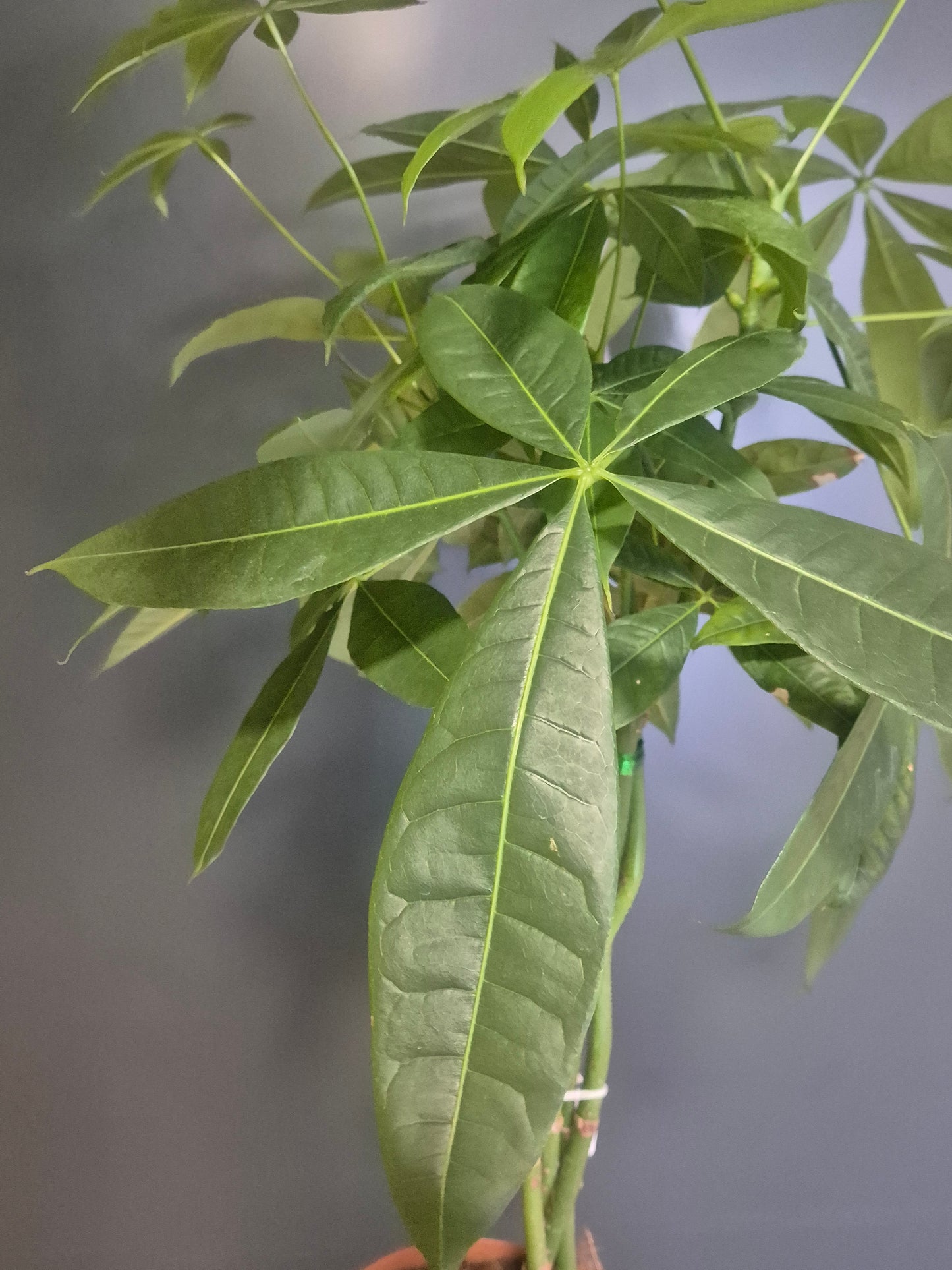 Pachira Aquatica - Money Tree - 21cm | Houseplant
