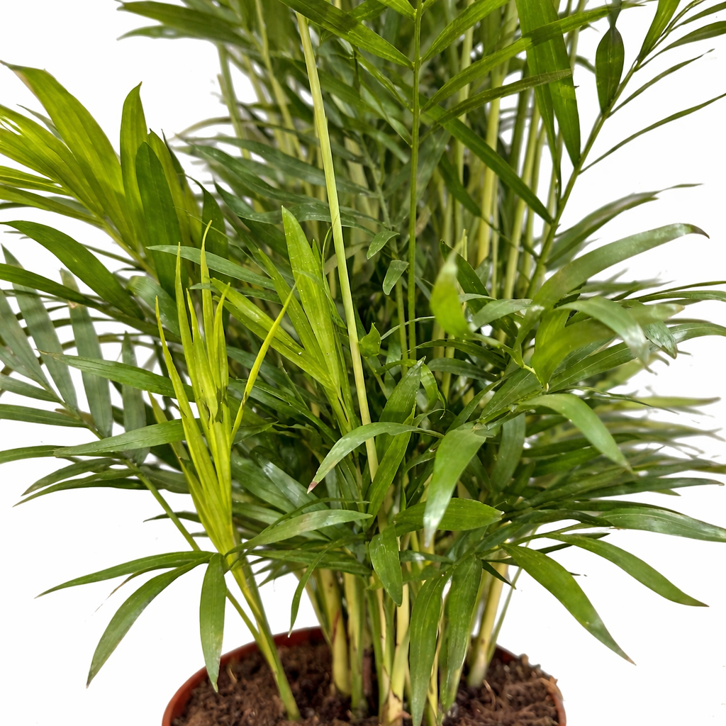Potted green plant with a white background